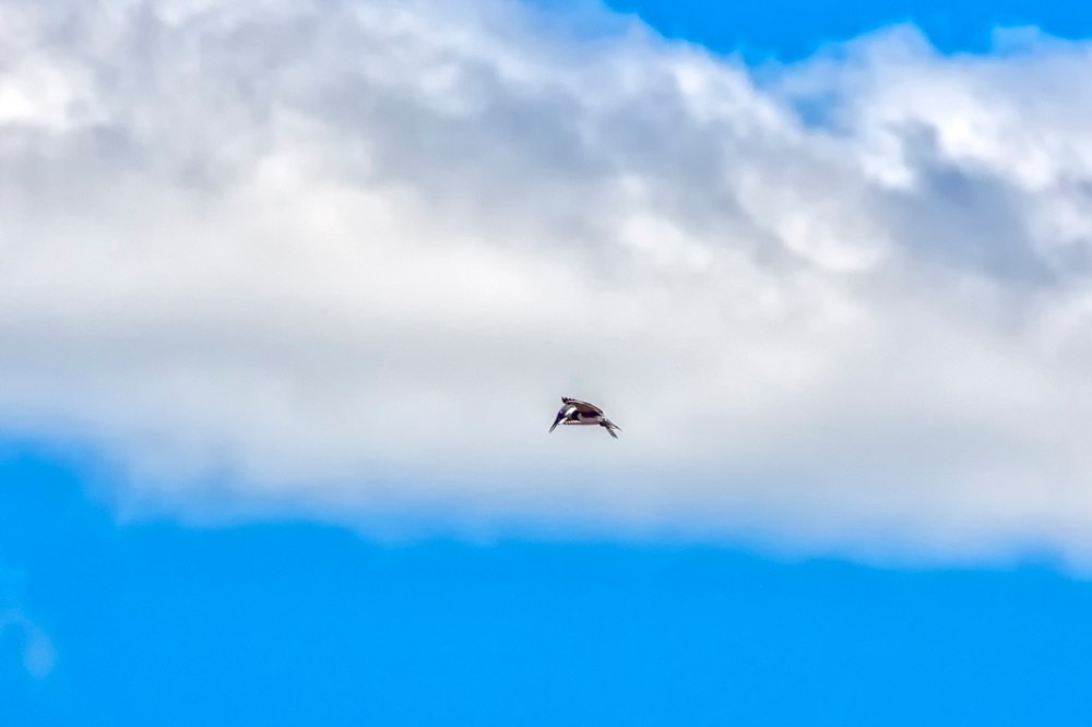 Kingfisher_cloud_v5_80I7218 copy