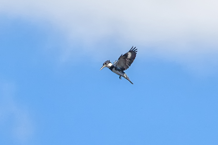 Kingfisher_flt_v4_80I7225