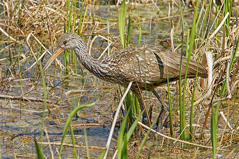 Limpkin_v2_LW_1_400mm_1_4X__Y9F8826a