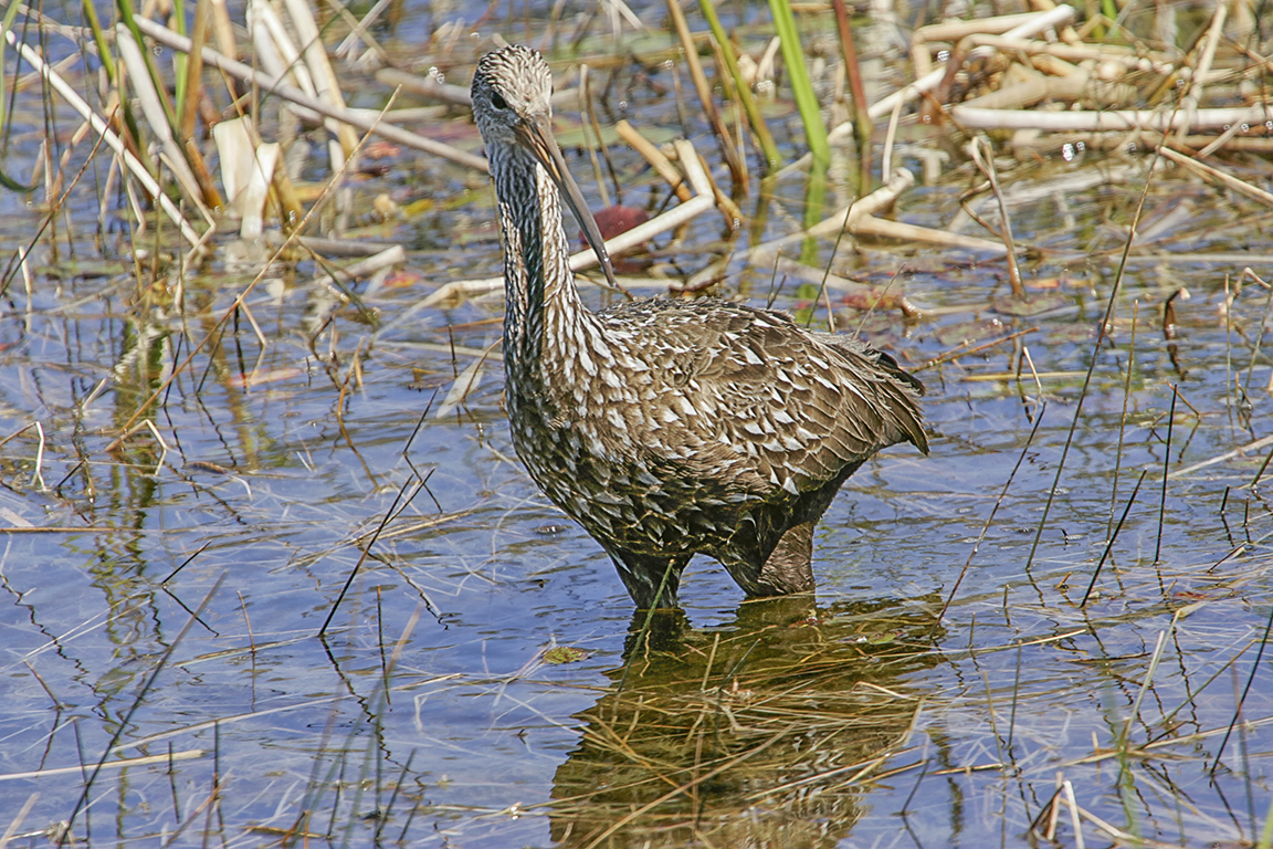 Limpkin_v2_LW_1_400mm_1_4X__Y9F8869