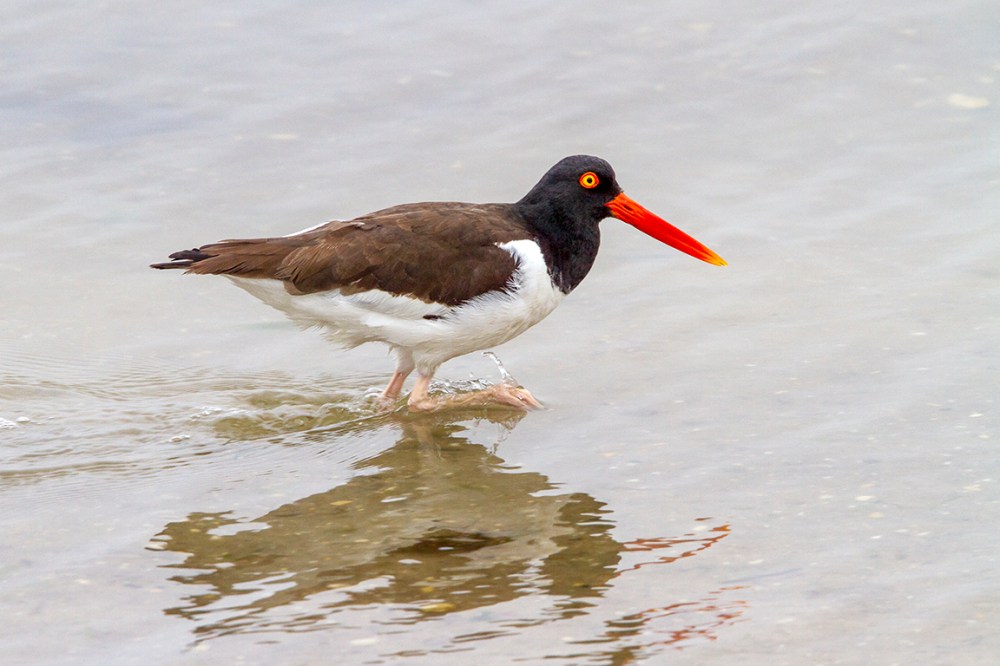 OysterCatcher_v1_400mm_7D_MG_2719