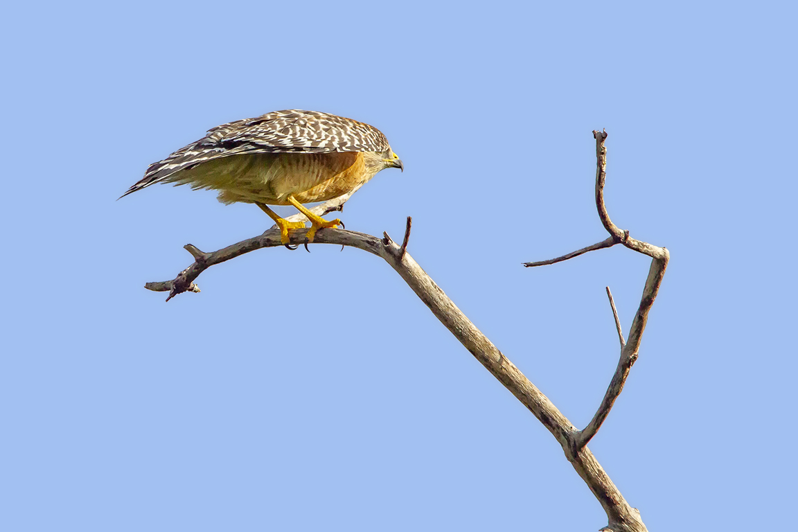 Red-Shouldered_hawk_v2_dd_400mm_1_4x_7D__MG_6141