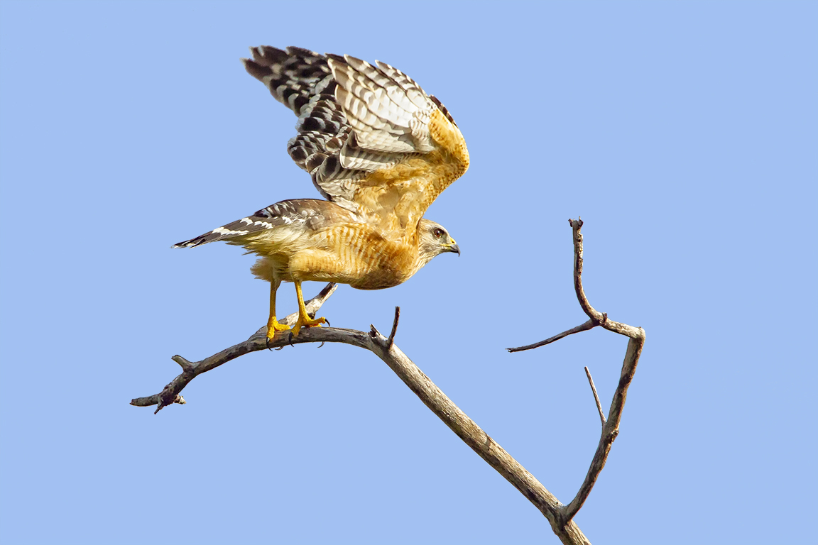 Red-Shouldered_hawk_v2_dd_400mm_1_4x_7D_MG_6142