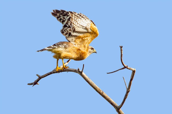 Red-Shouldered_hawk_v2_dd_400mm_1_4x_7D_MG_6142