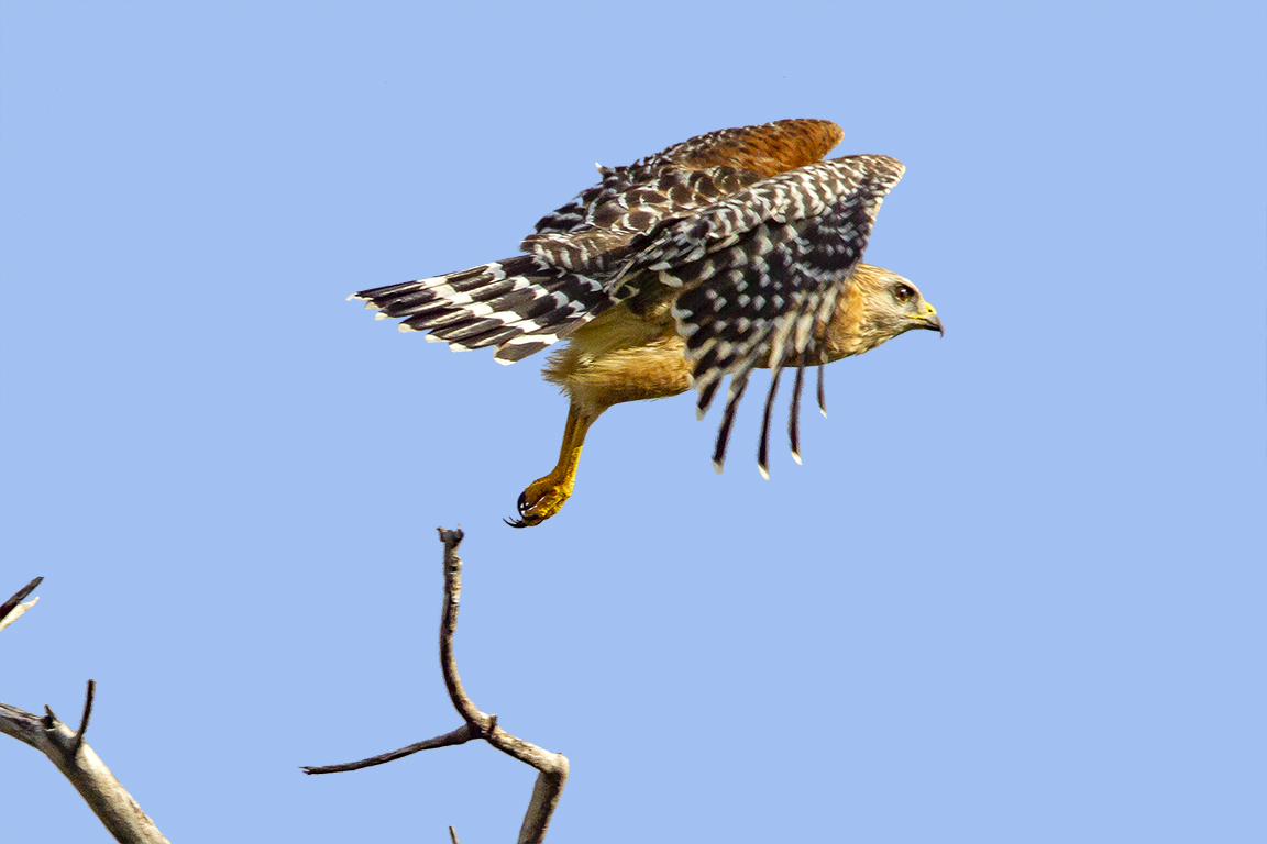 Red-Shouldered_hawk_v3_dd_400mm_1_4x_7D_MG_6145
