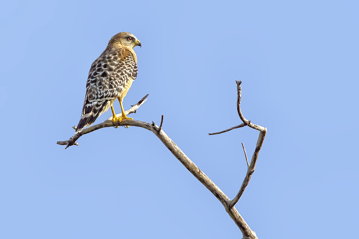 red_shouldered_hawk_v2DD_400mm_1_4X_7D_MG_6130