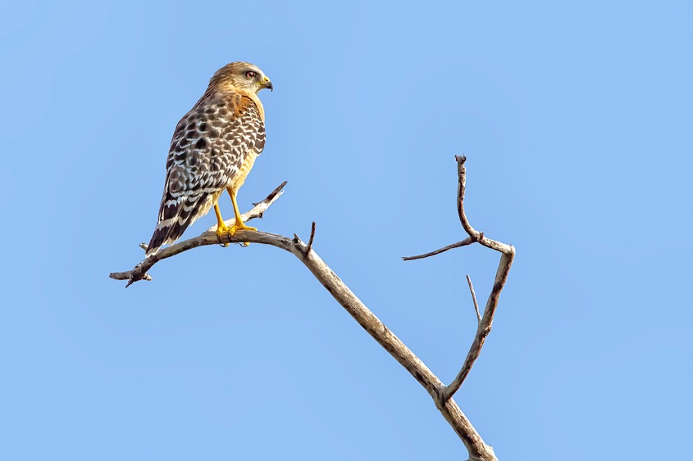 red_shouldered_hawk_v2DD_400mm_1_4X_7D_MG_6130