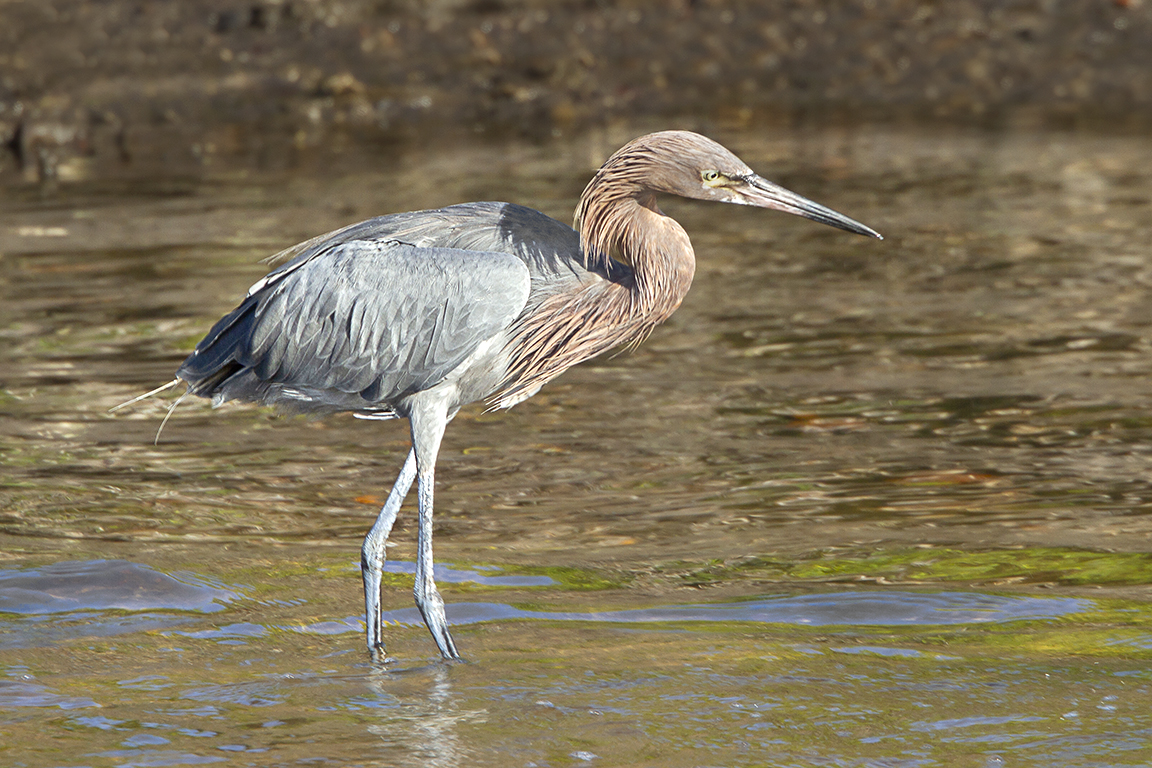 Reddish_Egret_DD_400mm_v2_1_4x_7D