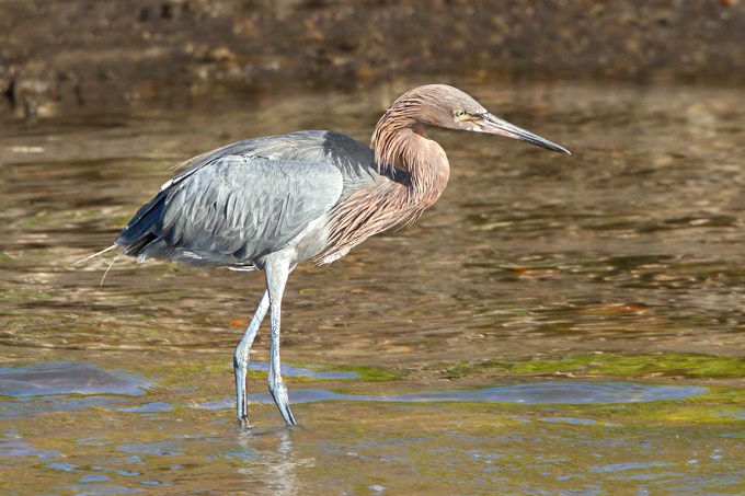 Reddish_Egret_DD_400mm_v2_1_4x_7D