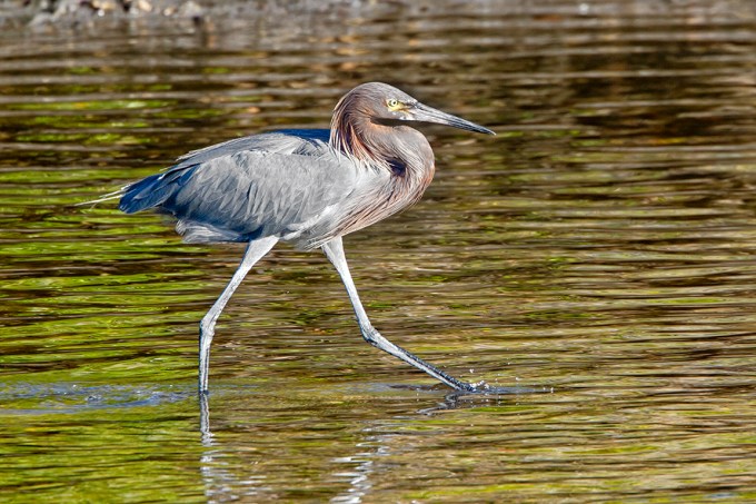 Reddish_Egret_v1_DD_400mm_1_4X_7D_MG_4037