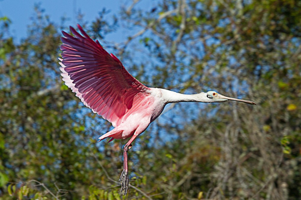 Roseate_Spoonbil_flight_SA_AF_400mm_MG_9830