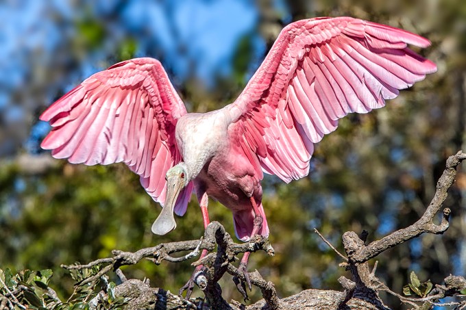 Roseate_Spoonbill_400mmDO_7D_AF_MG_9676
