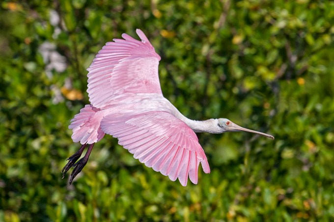 Roseate_Spoonbill_631_3-8mm_1DmkIII_DD_80I9761