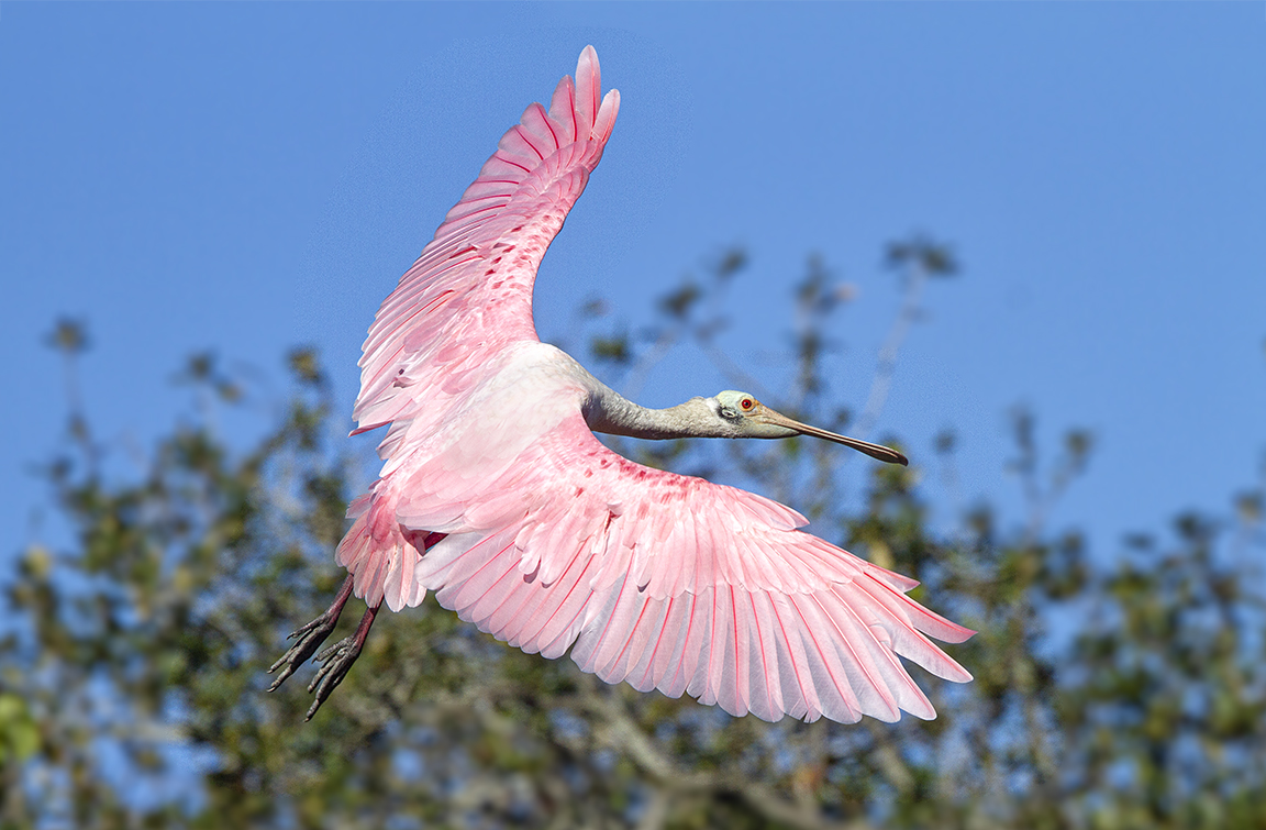Roseate_spoonbill_flight_v2_SA_AF_400mm_MG_9825