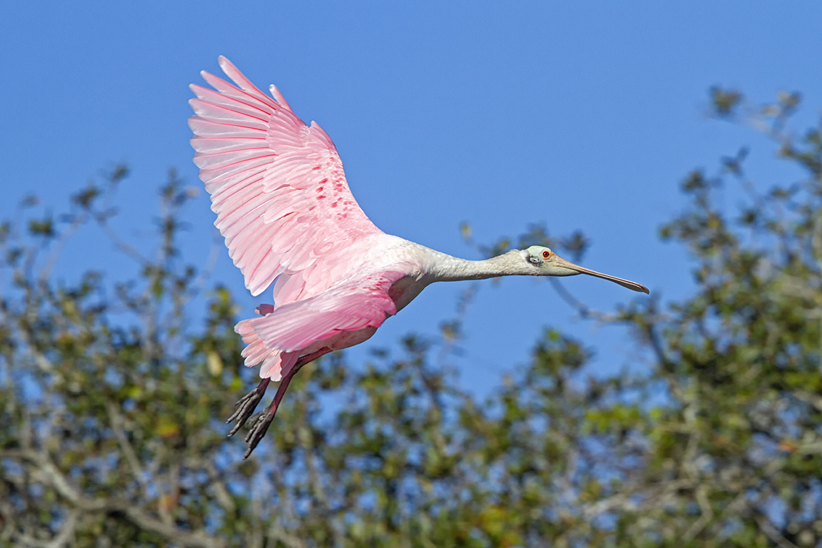 Roseate_Spoonbill_Flight_v2_SA_AF_400mm_MG_9826