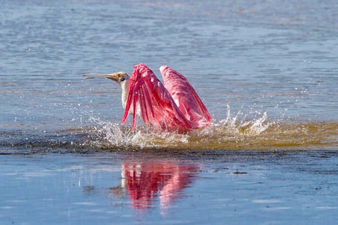 Roseate_Spoonbill_Splashing_v1_800mm_3-8_v1_DD_1DmkIII_MG_5166