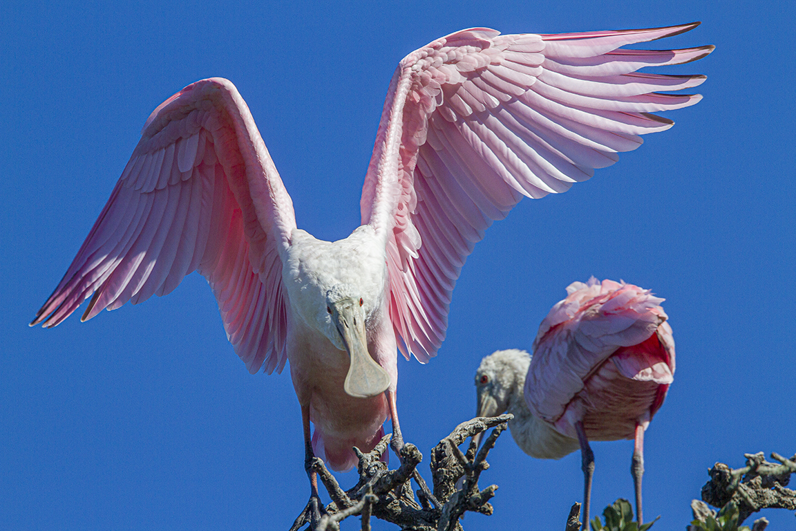 Roseate_Spoonbill_v1_SA_AF_400mm_MG_0196