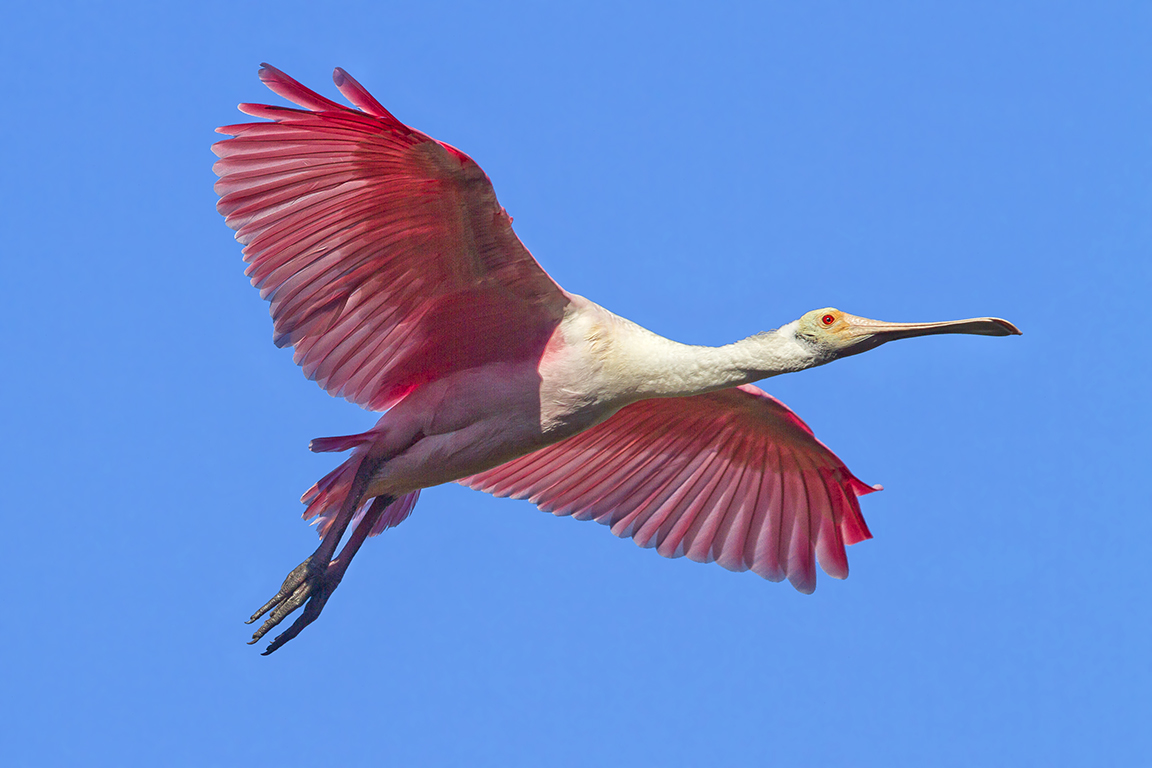 Roseate_Spoonbill_v2_flight_MG_9776