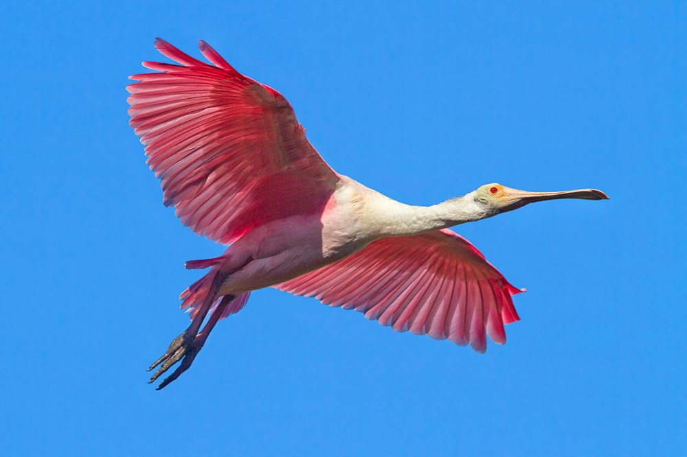 Roseate_Spoonbill_v2_flight_MG_9776