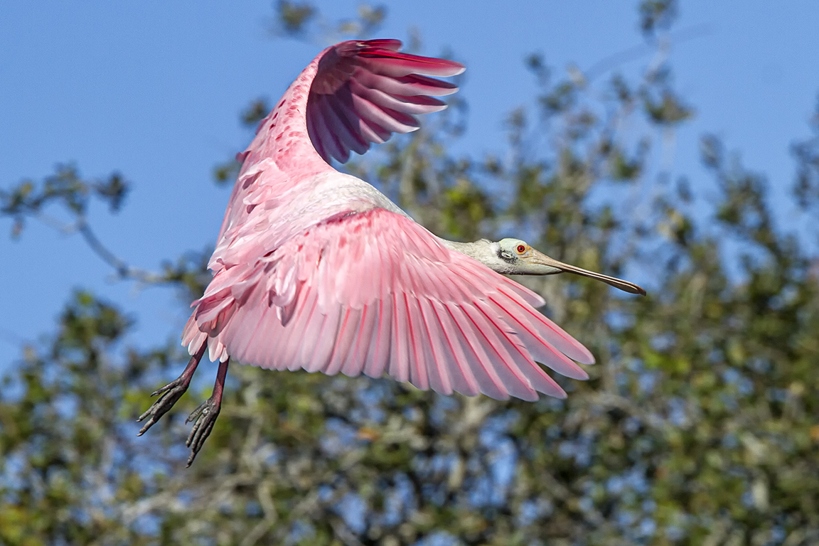 Roseate_Spoonbill_v3_SA_AF_400mm_MG_9827