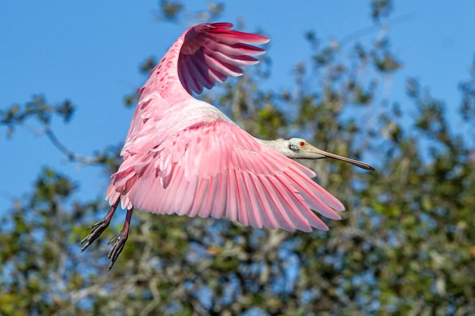 Roseate_Spoonbill_v3_SA_AF_400mm_MG_9827