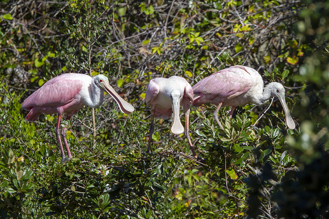 Roseate_Spoonbills_SA_AF_400mm_MG_0285