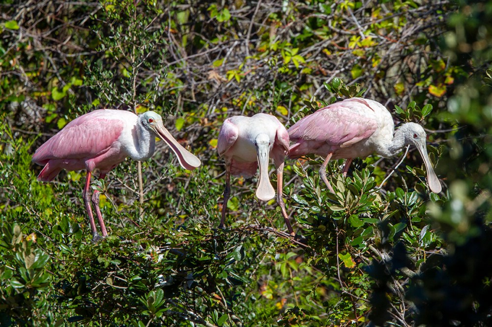 Roseate_Spoonbills_SA_AF_400mm_MG_0285