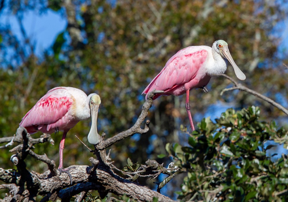 Roseate_Spoonbills_SA_AF_400mm_MG_9899