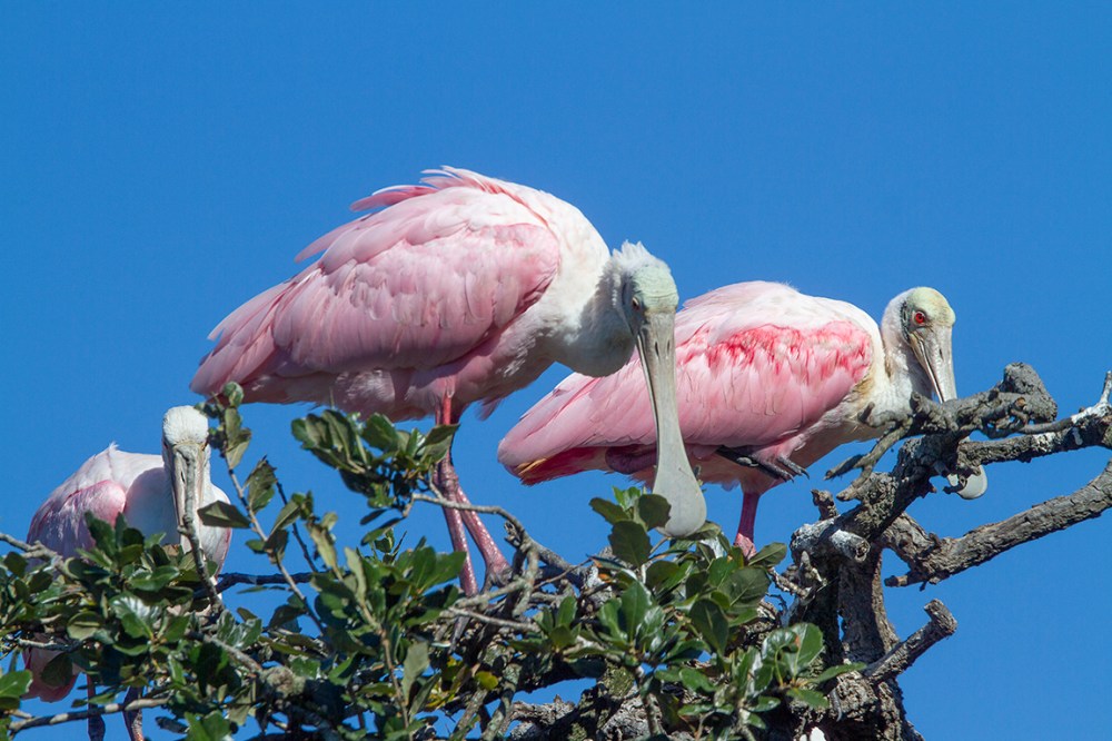 Roseate_Spoonbills_v1_SA_AF__MG_0302