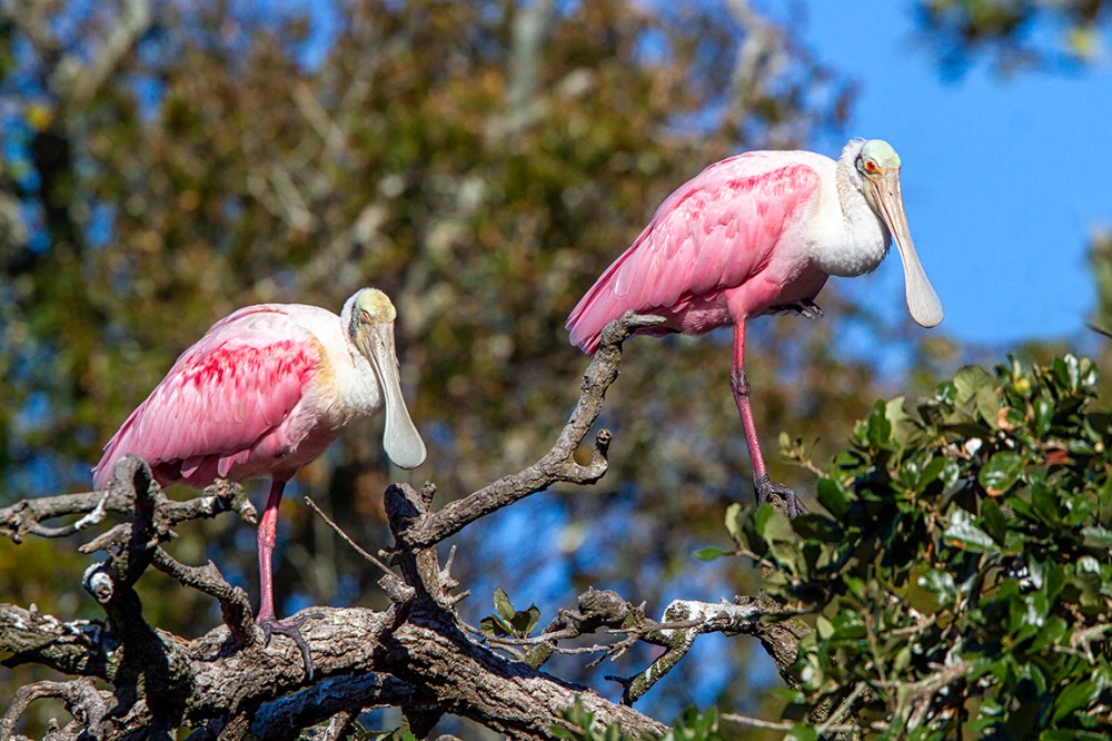 Roseate_Spoonbills_v2_SA_AF_400mm_MG_9972 copy
