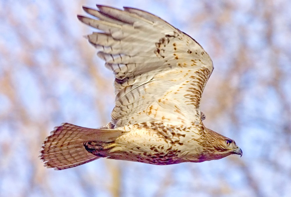 RTH4788_CF_400mmDO_v2