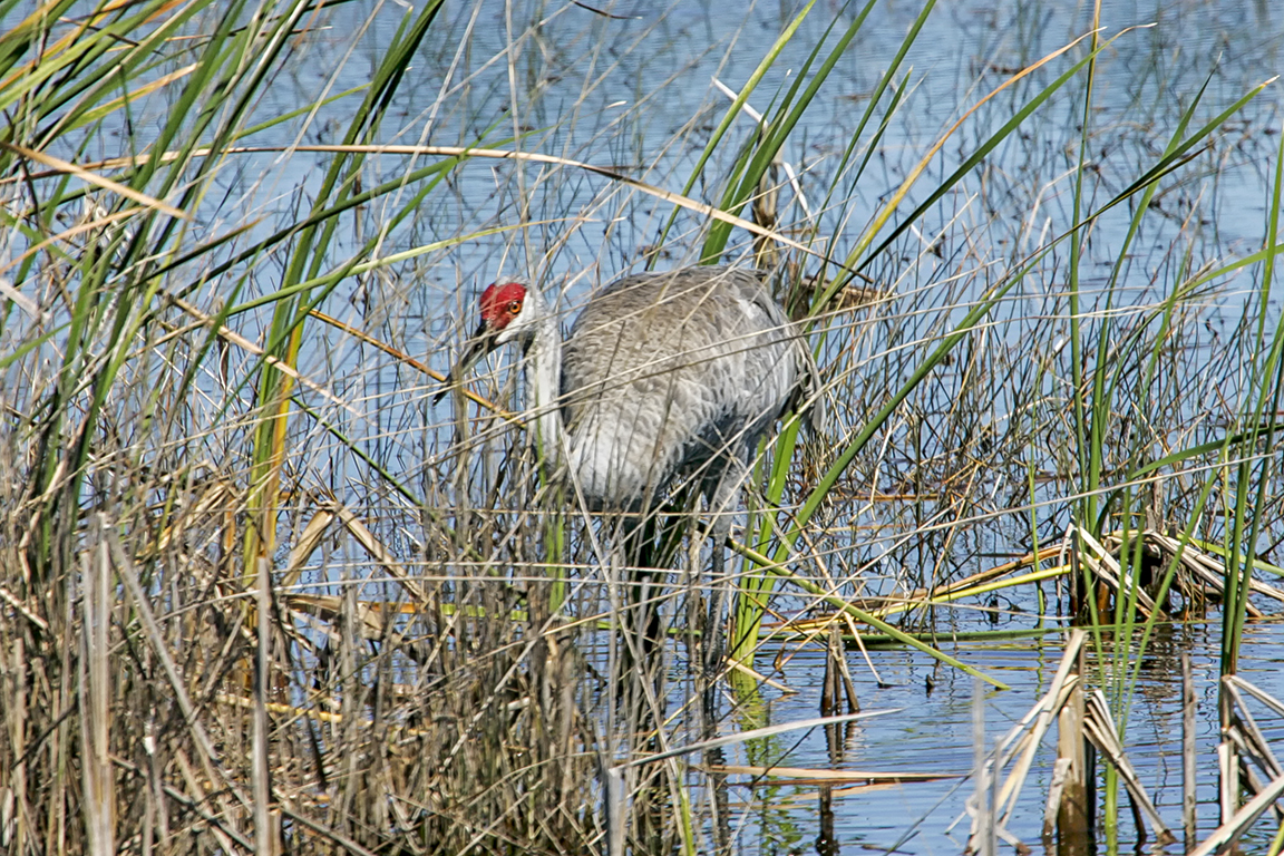 Sandhill_Crane_Forading_v2_LW_560mm_100-400_1-4x_Y9F8431