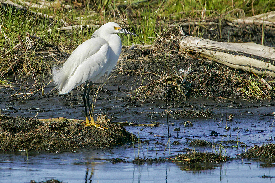 Snowy_Egret_v1_LW_100-400_1_4X_1DmkII_9F7282