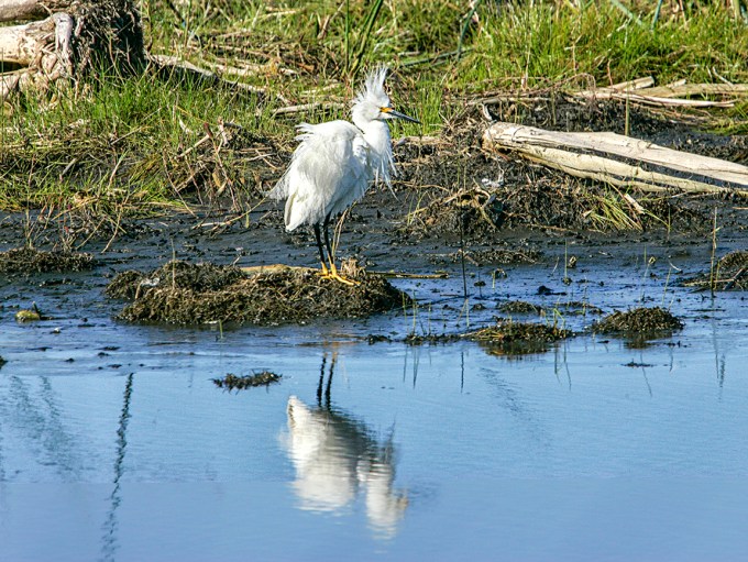 Snowy_Egret_v4_2img+pan_1-4mm_1_4x_Y9F7287