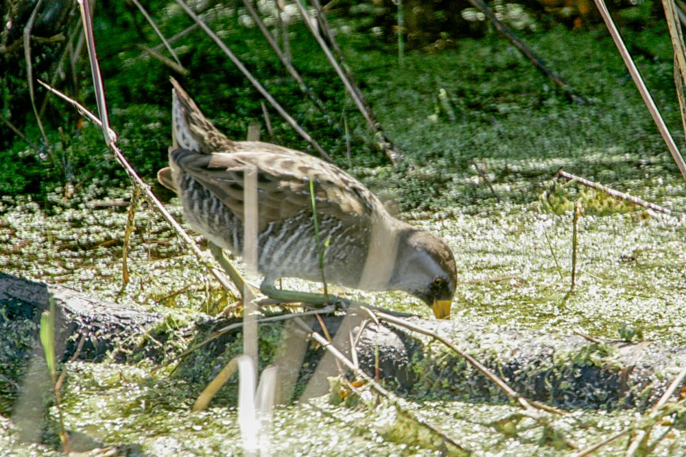 Sora_LW_1_400mm_1_4X__Y9F9014