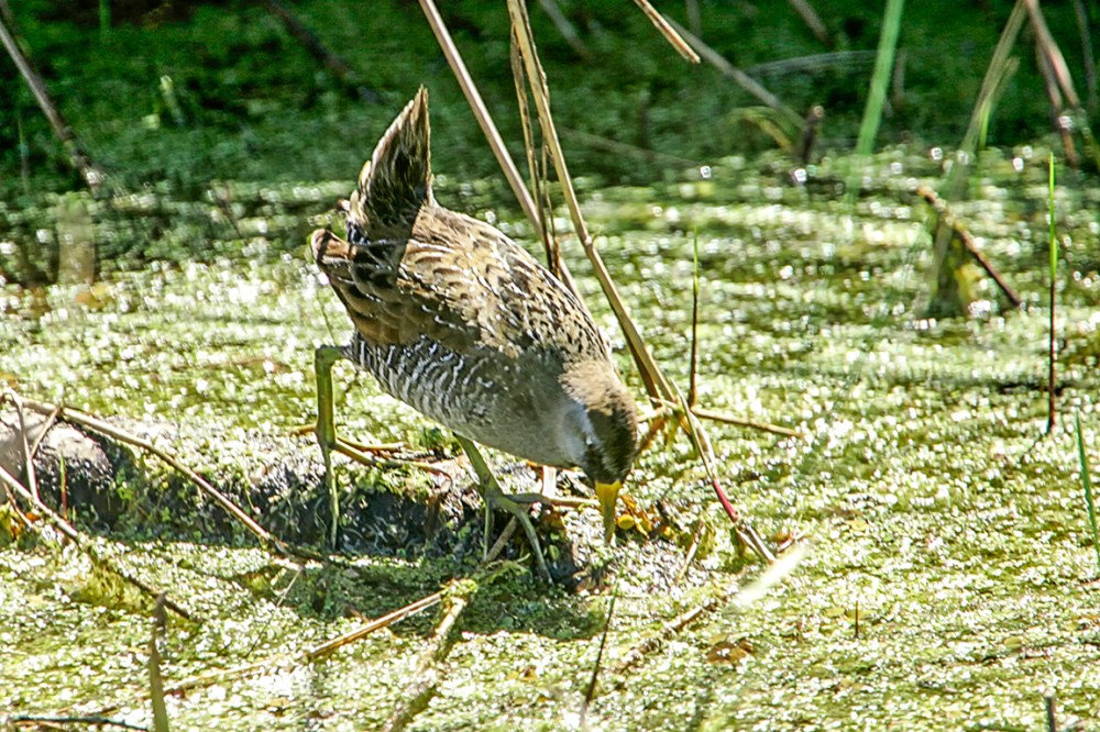 Sora_LW_1_400mm_1_4X__Y9F9021