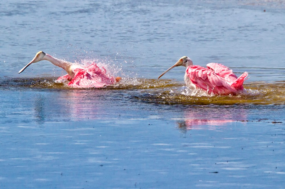 Spoonbills_Splashing v1_DD_400mm_7D_MG_5100