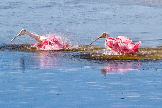 Spoonbills_Splashing v1_DD_400mm_7D_MG_5100