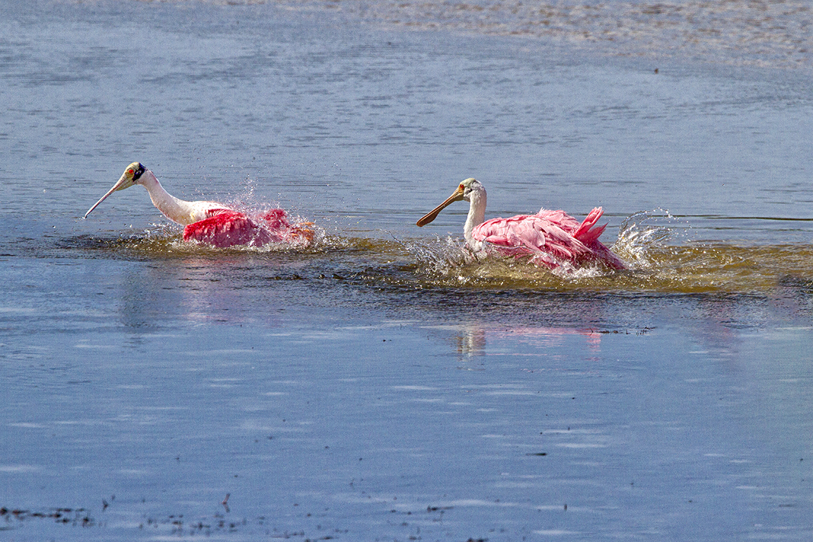 Spoonbills_Splashing-v2_800mm_1D_mkIII_dd