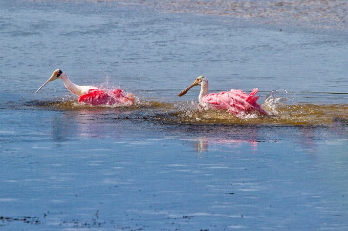 Spoonbills_Splashing-v2_800mm_1D_mkIII_dd