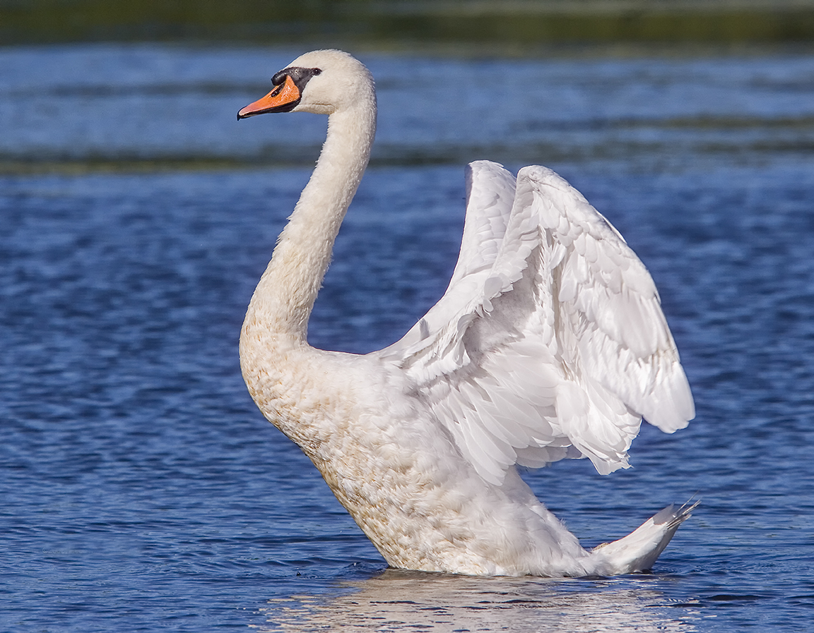 Swan Flapping_Wings v3