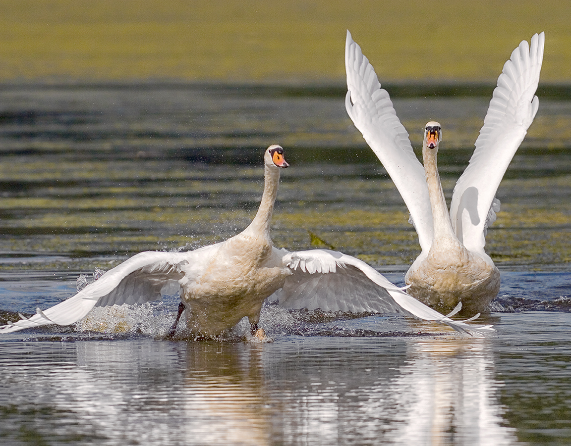 Swan_touchDown_v2_alt