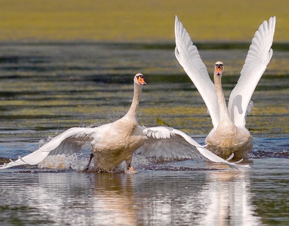 Swan_touchDown_v2_alt