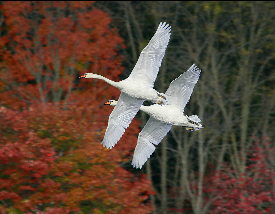 Swans fall_Flt_ v3