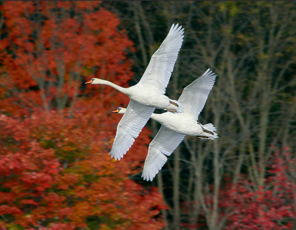 Swans fall_Flt_ v3