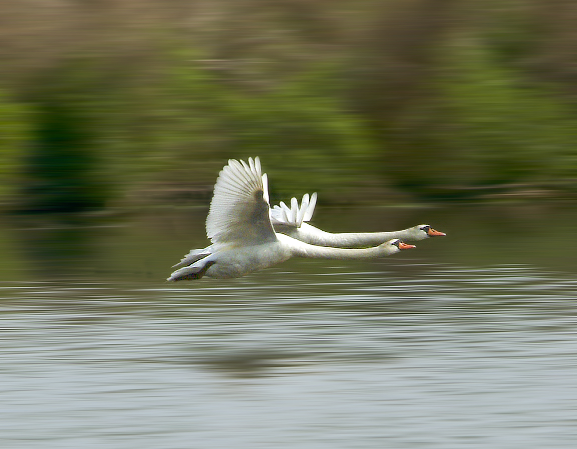 Swans_Flit_Blur_v1
