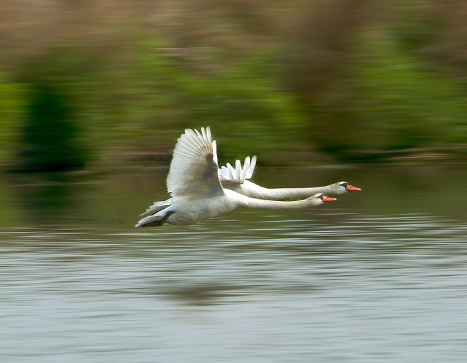 Swans_Flit_Blur_v1