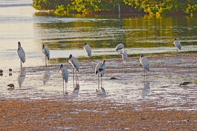 Wood_Storks_Sunset_318mm_DD_3-8mm_1DmkIII