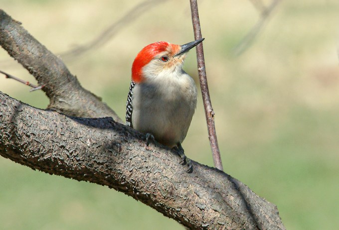 Woodpecker_v2_DSCF3965
