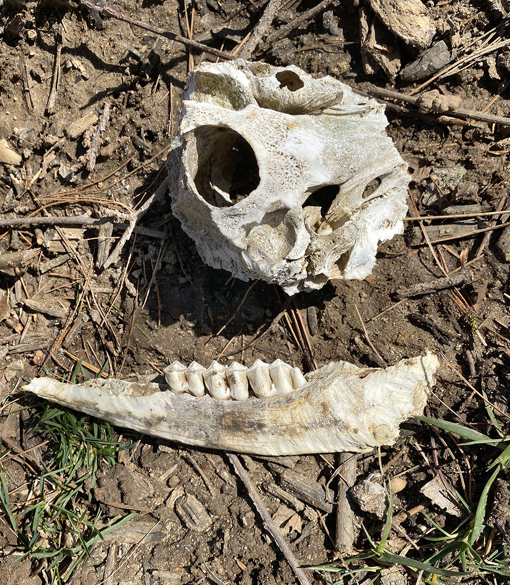 2_img Bones_yard_v3_IMG_1924